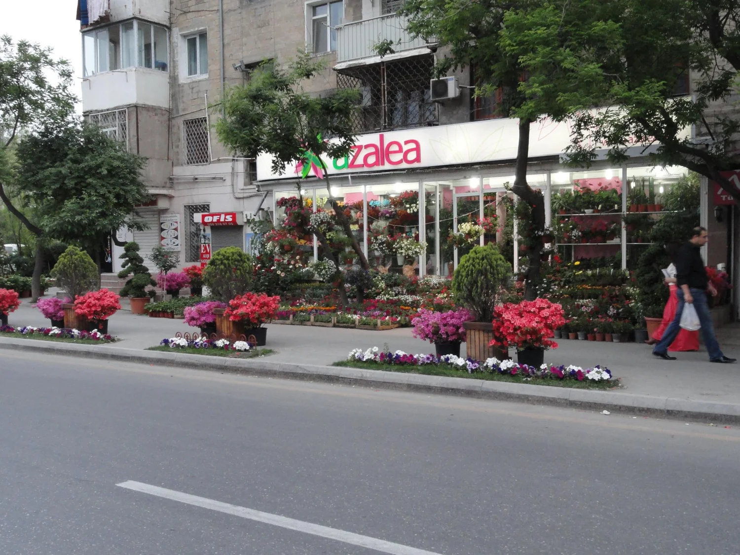 Azalea 4 Mkr.