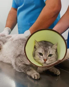 Royal Vet